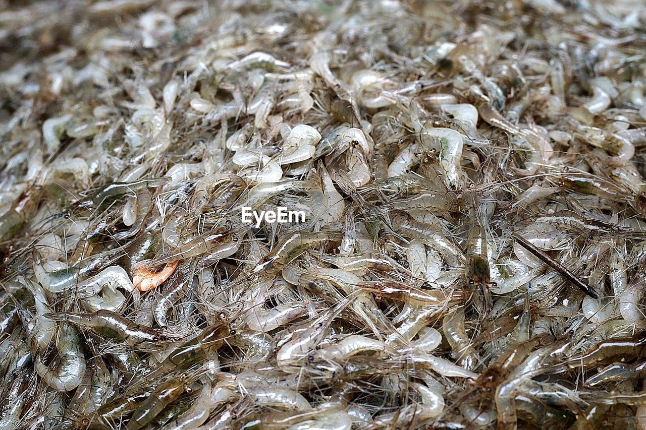 CLOSE-UP OF FISHES IN MARKET