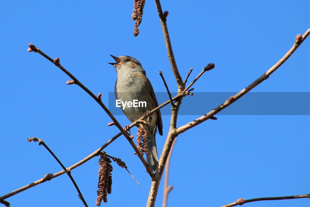 animal, bird, animal themes, animal wildlife, wildlife, perching, branch, clear sky, tree, sky, nature, blue, one animal, plant, no people, low angle view, sunny, day, outdoors, twig, bare tree, beauty in nature