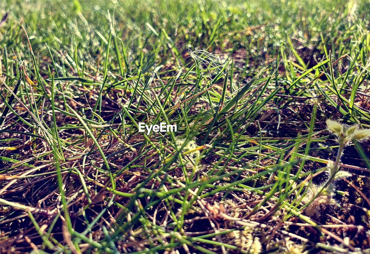 HIGH ANGLE VIEW OF PLANTS ON FIELD