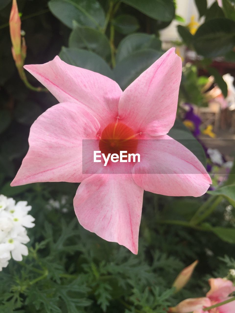 CLOSE-UP OF PINK HIBISCUS BLOOMING