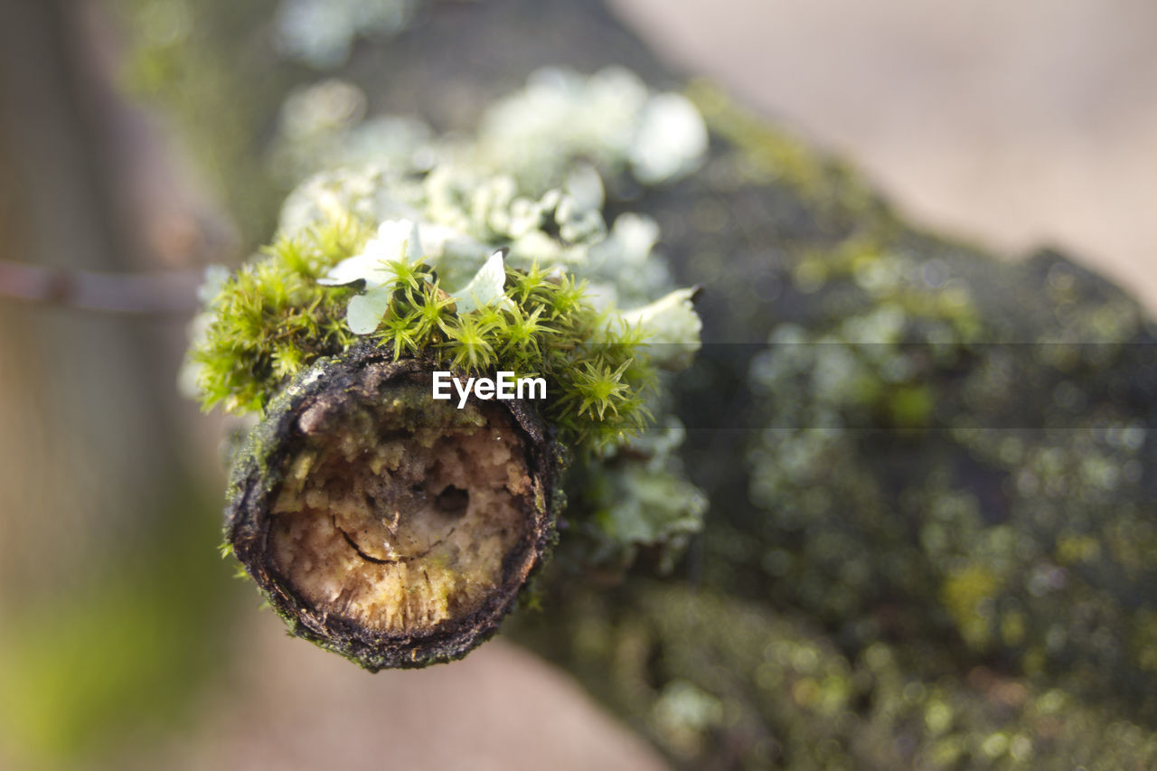 CLOSE-UP OF PLANT GROWING ON TREE