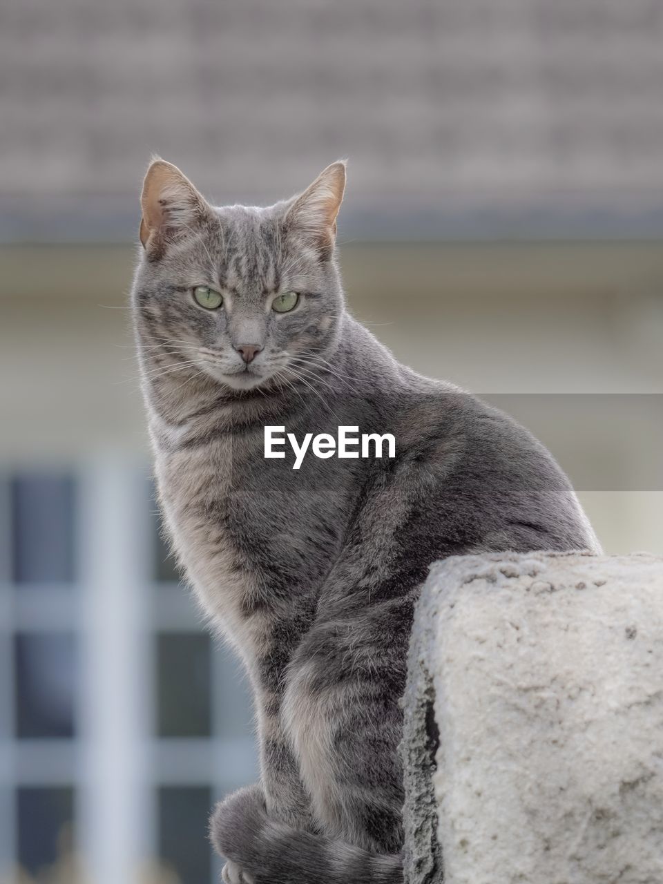 Close-up of cat