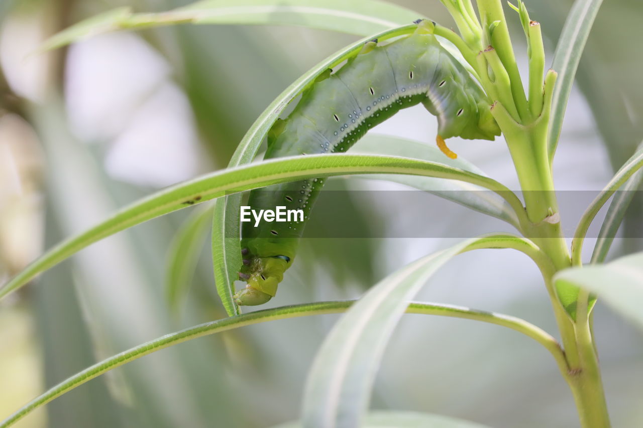 CLOSE-UP OF INSECT ON GREEN PLANT