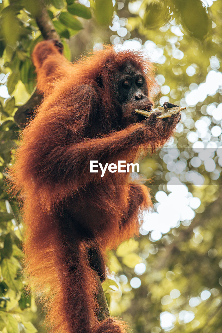 Low angle view of monkey on tree