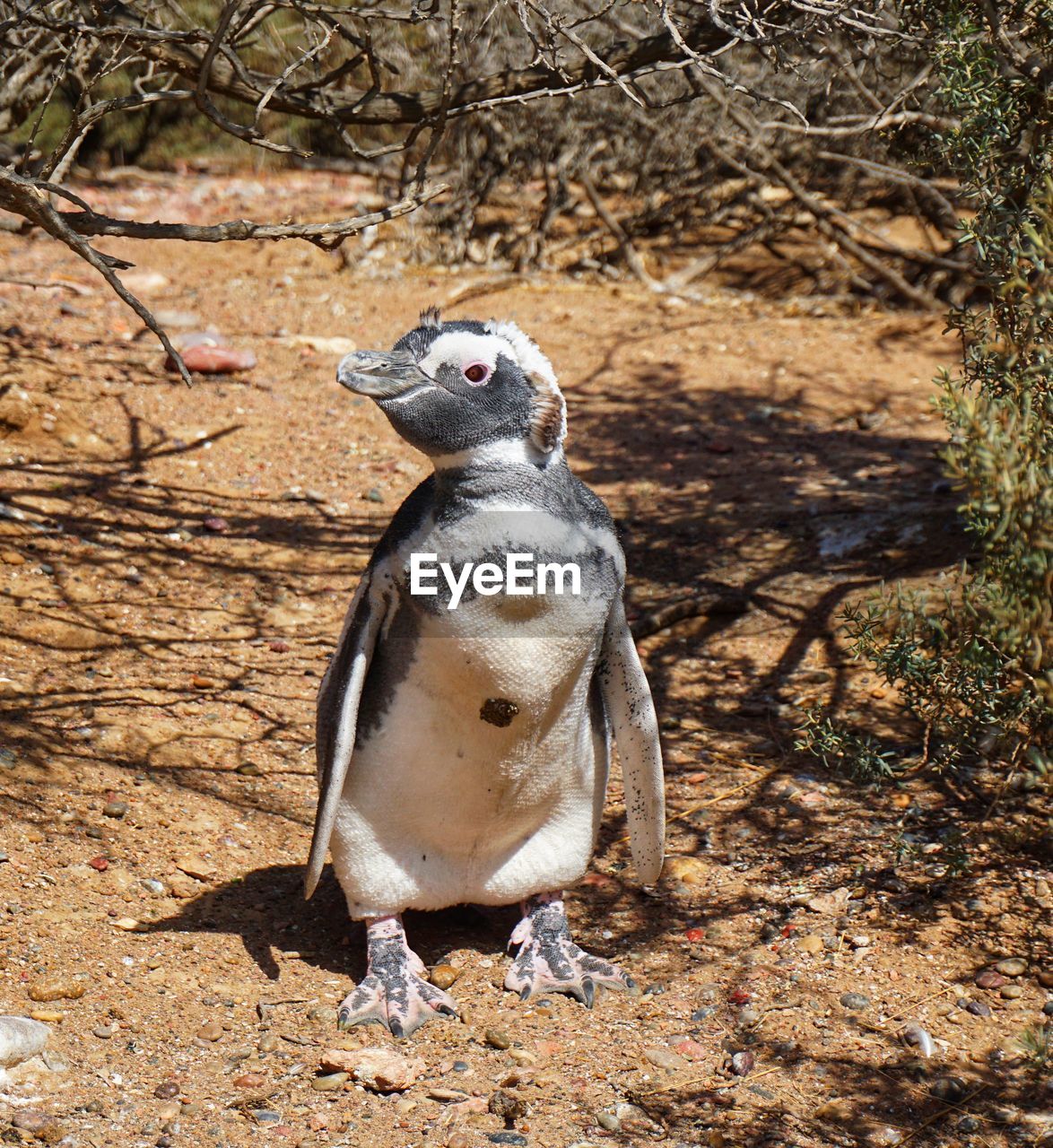View of a bird on field, penguin 