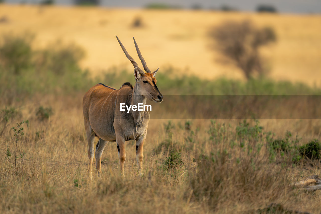 portrait of deer standing on field