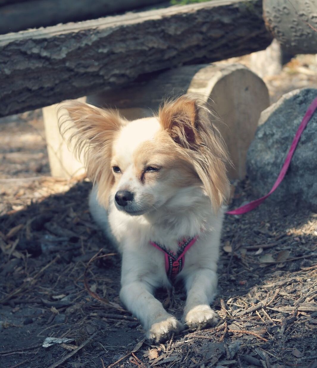 Papillon relaxing on field