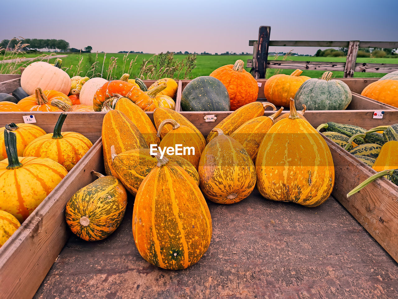 Different kind of pumpkins on a wooden cart in the countryside from the netherlands