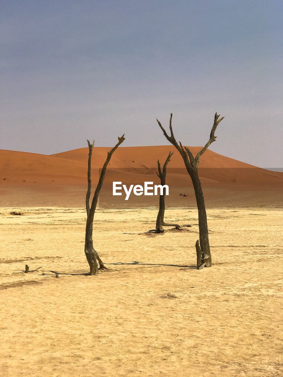 Bare tree in a desert
