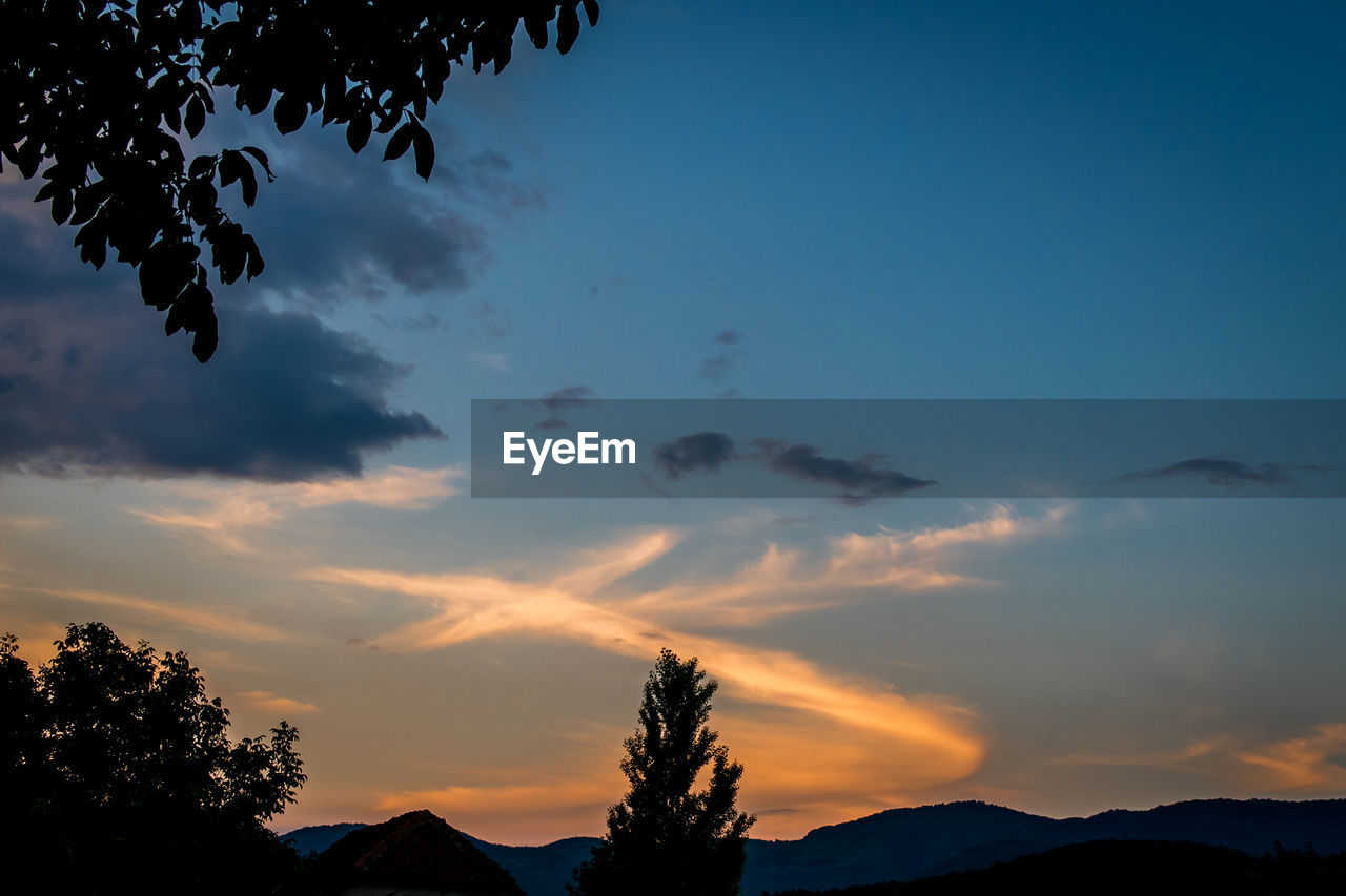 SILHOUETTE OF TREES AT SUNSET