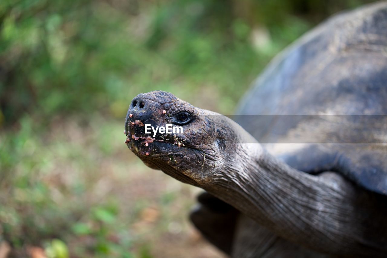 Closeup of galapagos tortoise chelonoidis nigra sticking out head and neck galapagos islands. 