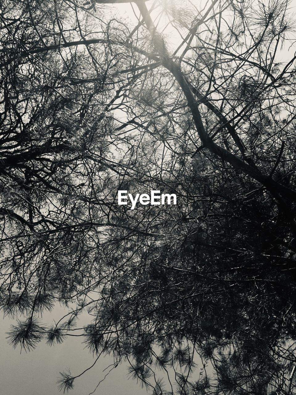 LOW ANGLE VIEW OF BARE TREES IN THE FOREST