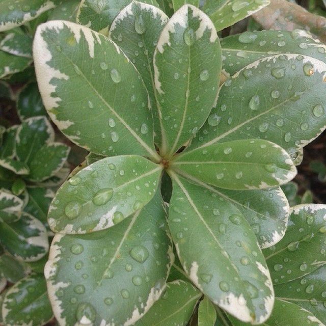 CLOSE-UP OF LEAVES IN WATER