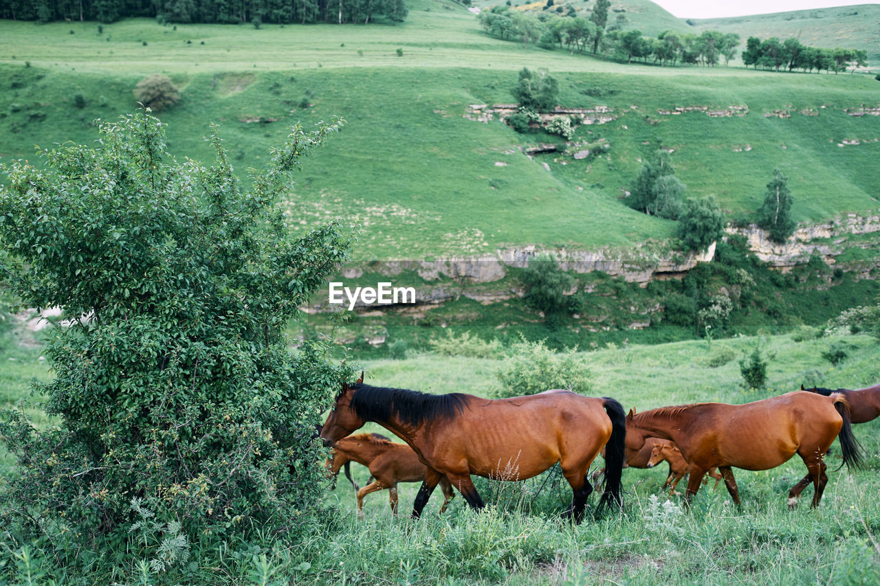 HORSES IN A FARM