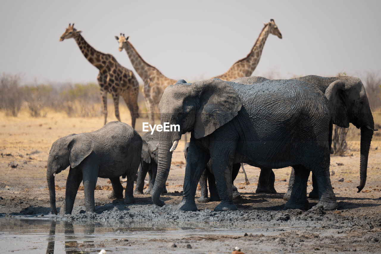 elephant standing on field