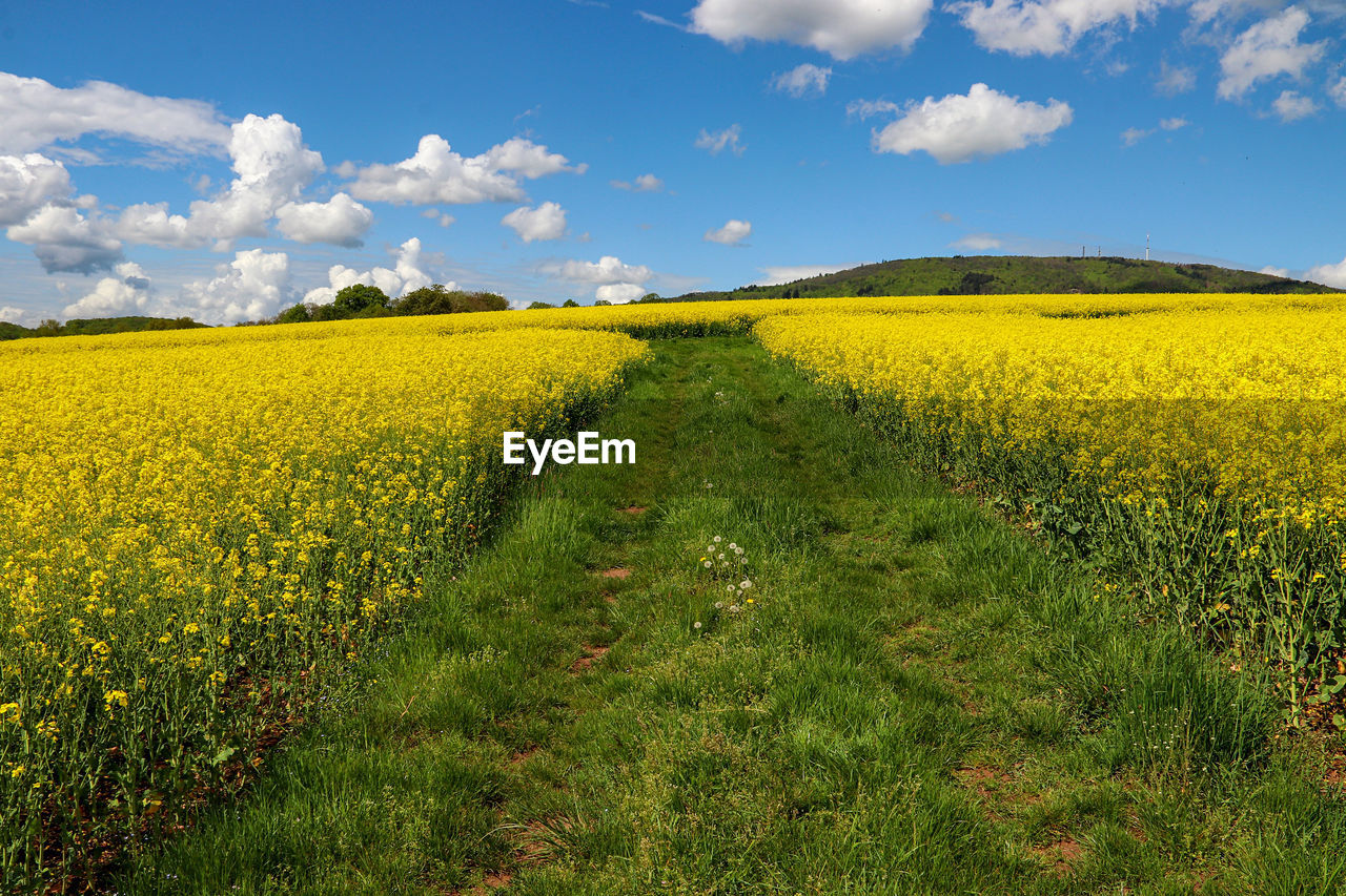 Scenic view of oilseed rape field against sky