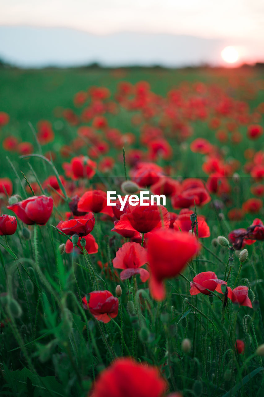 Close-up of red poppy flower blooming in field