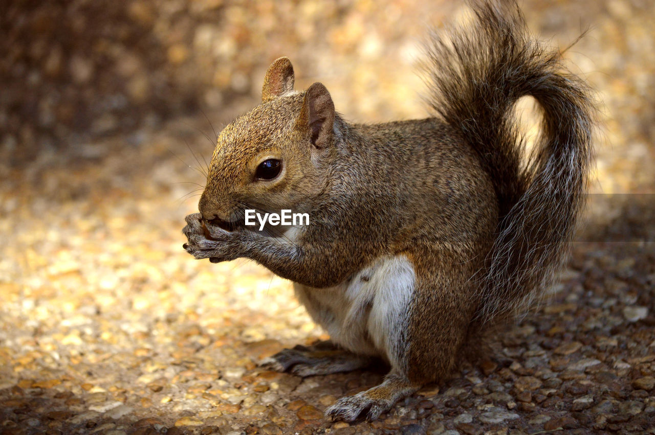 Grey squirrel latin name sciurus carolinensis