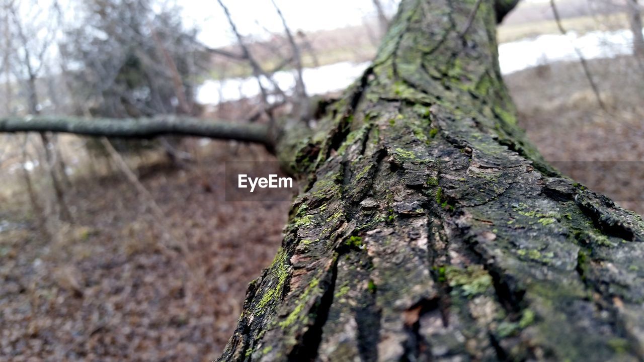 CLOSE-UP OF MOSS ON TREE TRUNK IN FOREST