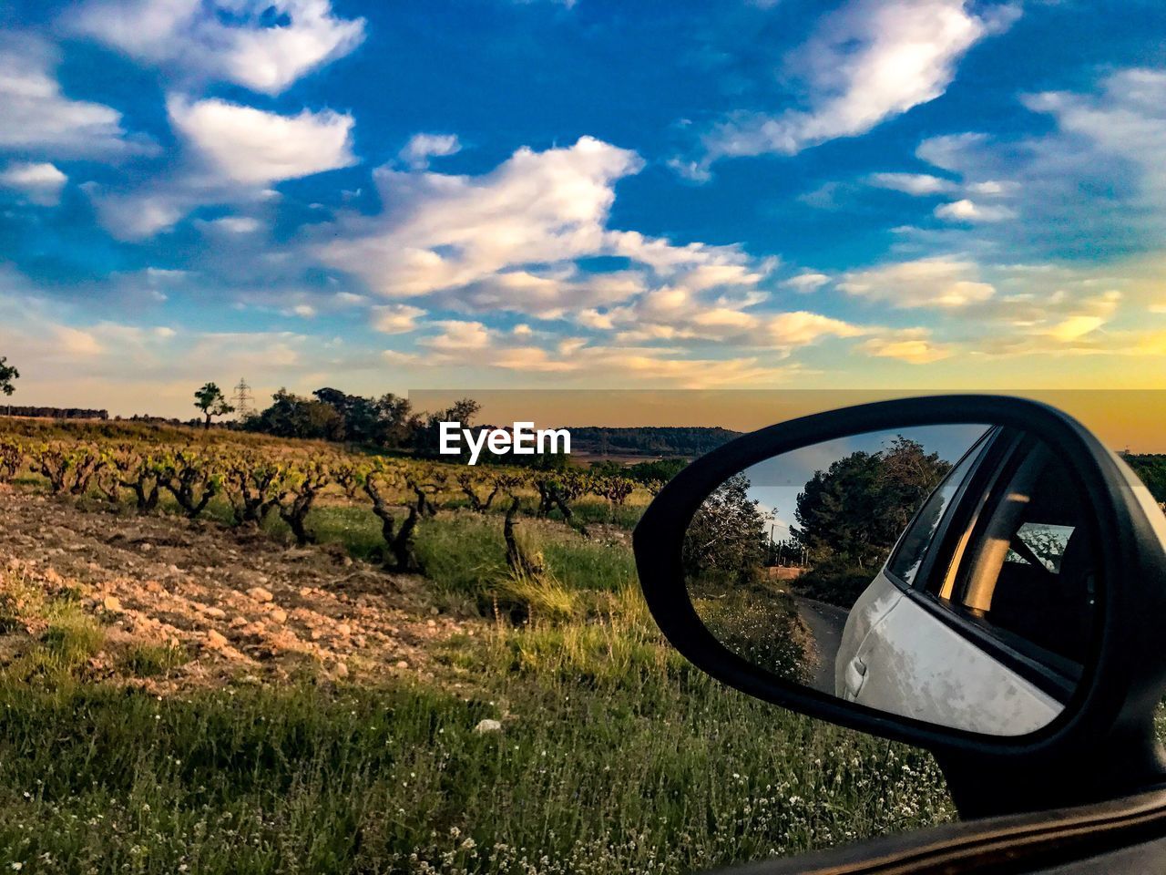 REFLECTION OF TREES ON SIDE-VIEW MIRROR