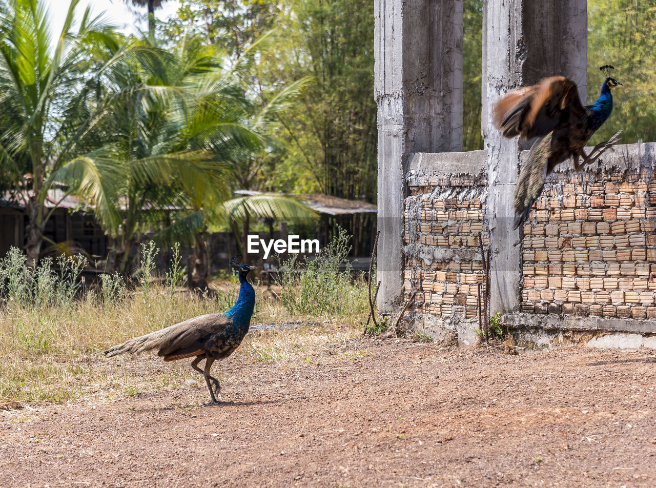 Peacocks by wall