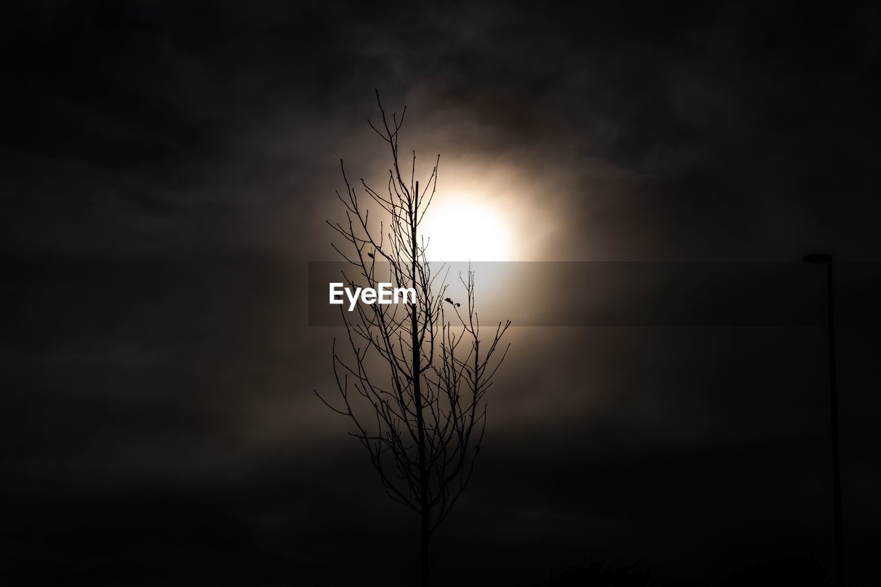 Silhouette of plant against cloudy sky during sunset