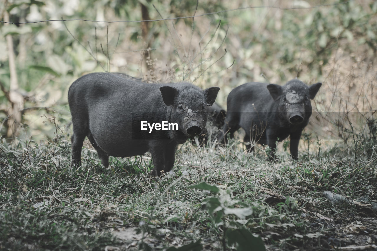 Pig in a field