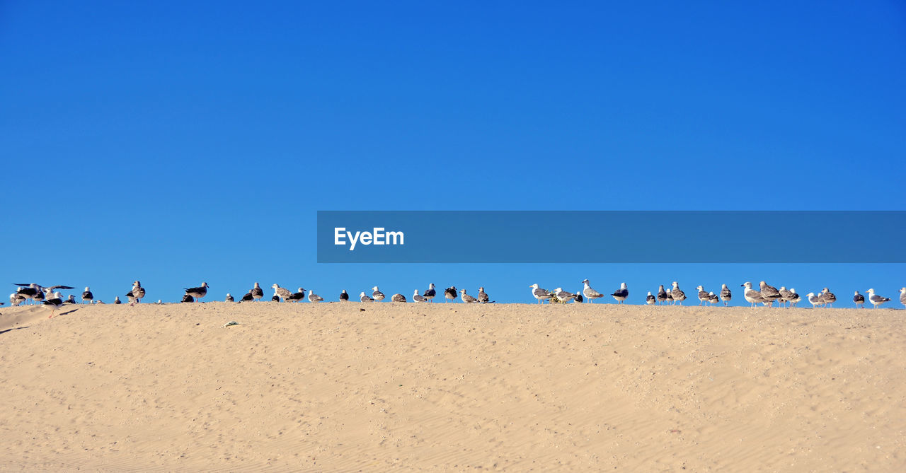 Low angle view of people on beach against clear blue sky