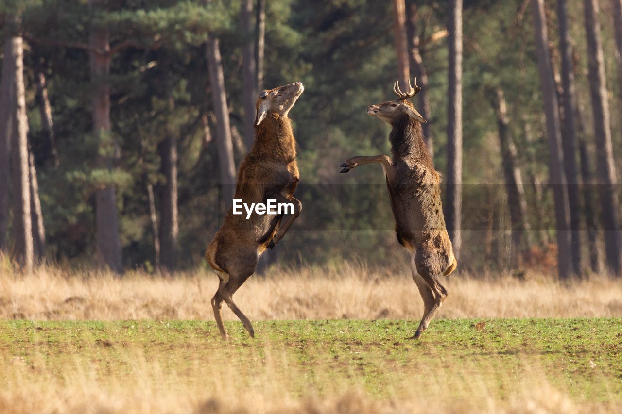 Full length of deer rearing up on land in forest