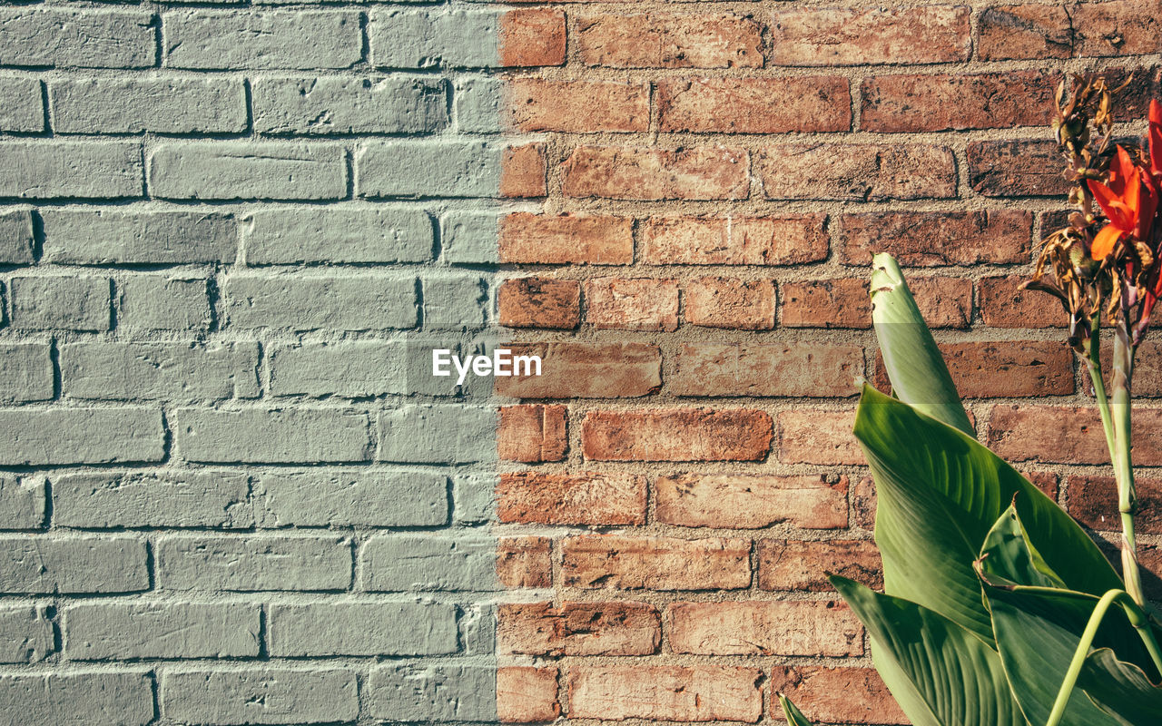 Green plant against brick wall
