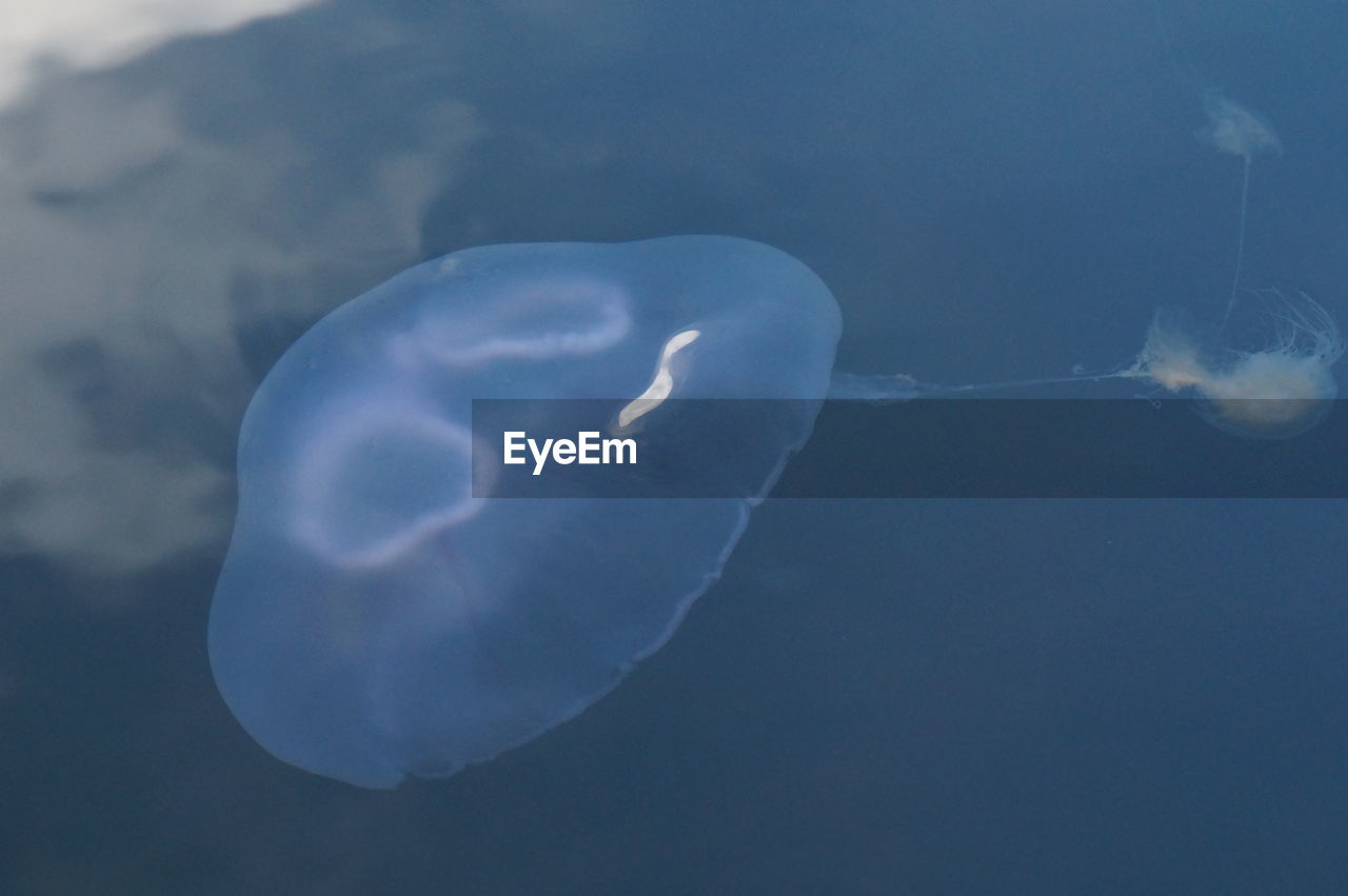 CLOSE-UP OF JELLYFISH UNDERWATER