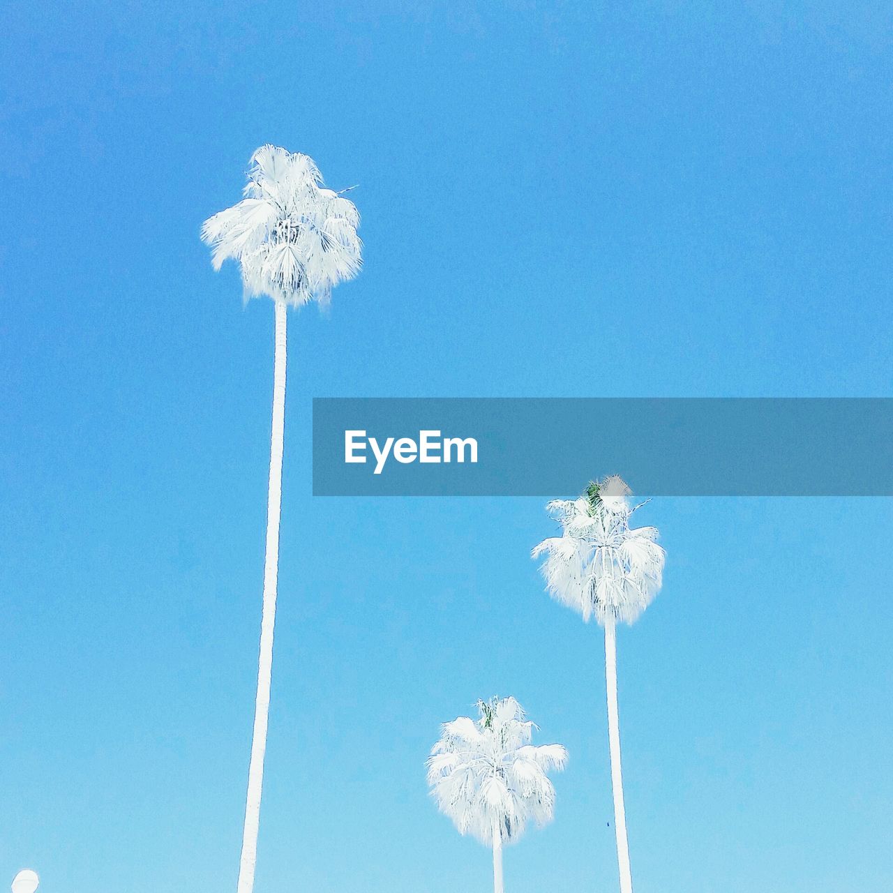 LOW ANGLE VIEW OF WHITE FLOWERS AGAINST CLEAR BLUE SKY