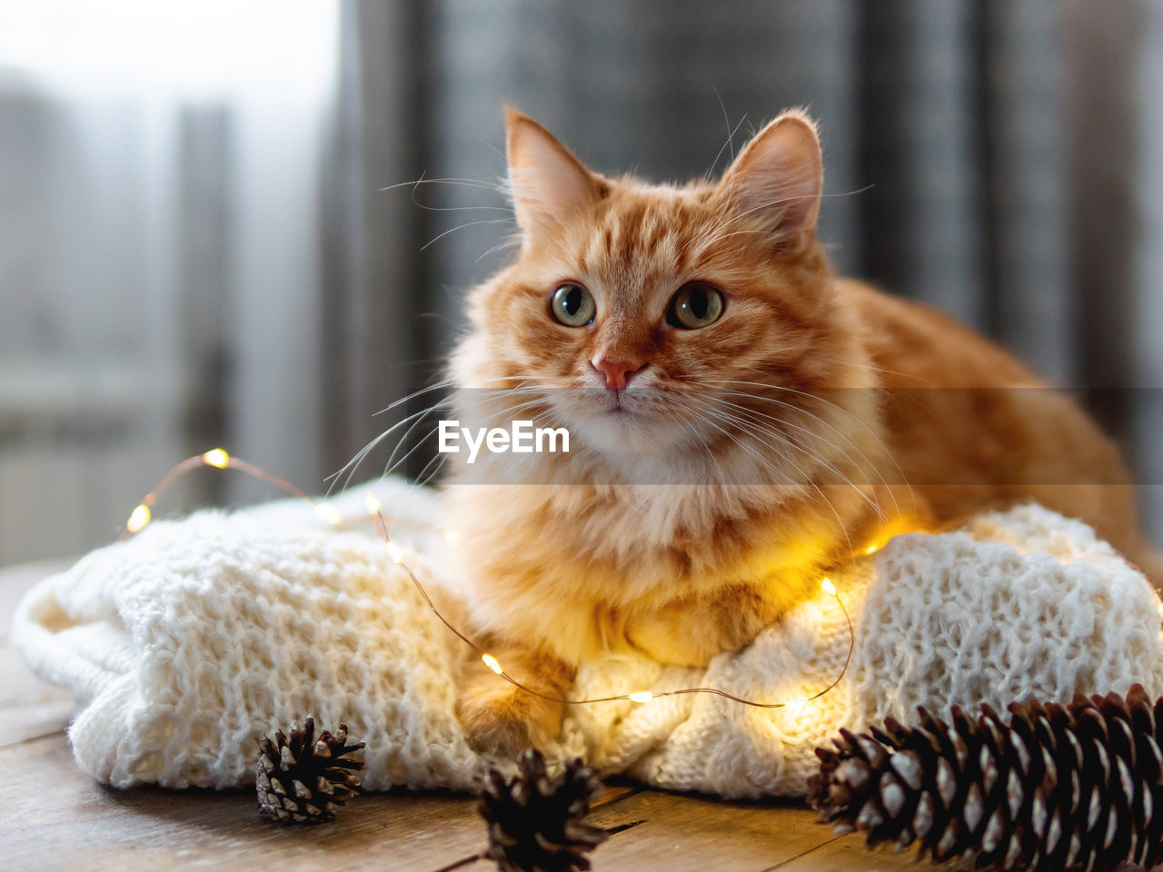 Cute ginger cat on white knitted sweater. fluffy pet on wooden table with light bulbs. scandy style. 