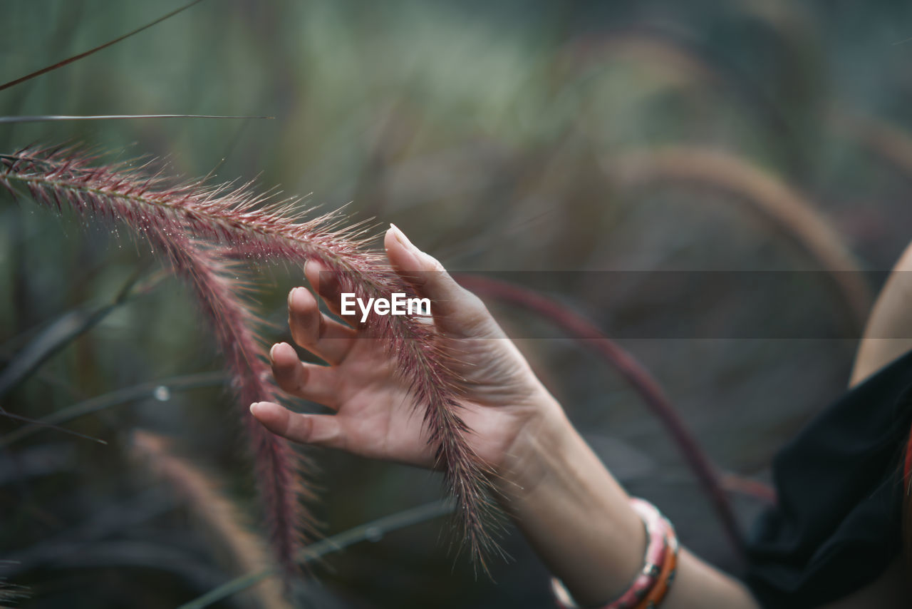 Close-up of a woman's hand touching a misty grass flower in the rainy season.