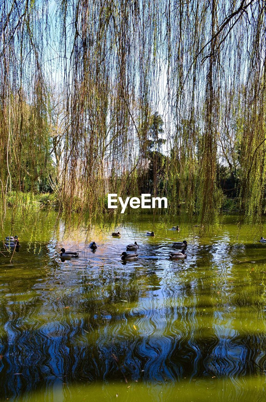 DUCKS SWIMMING ON LAKE