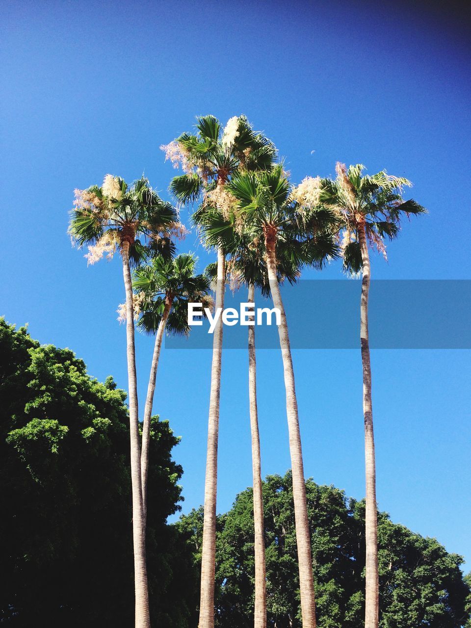 Low angle view of palm trees against clear blue sky