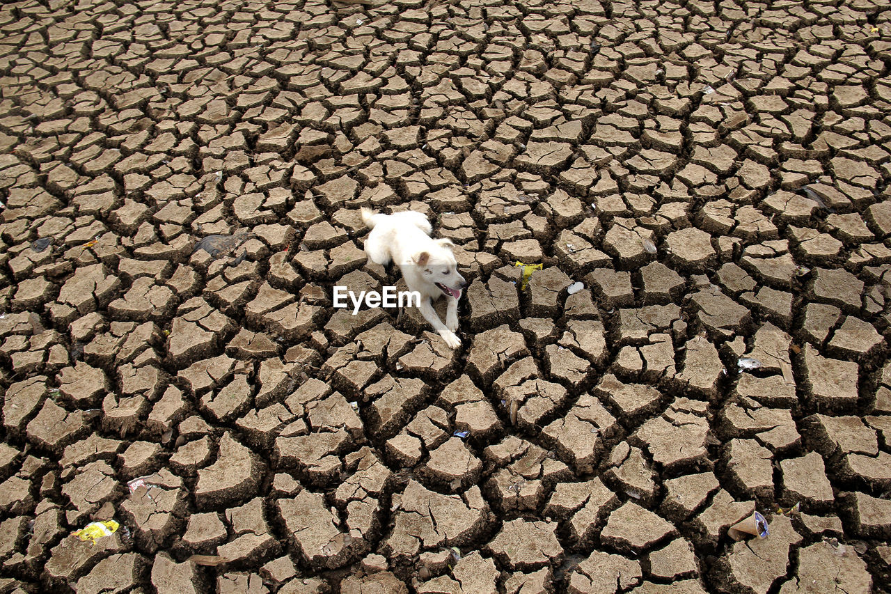 A white dog in dry season.