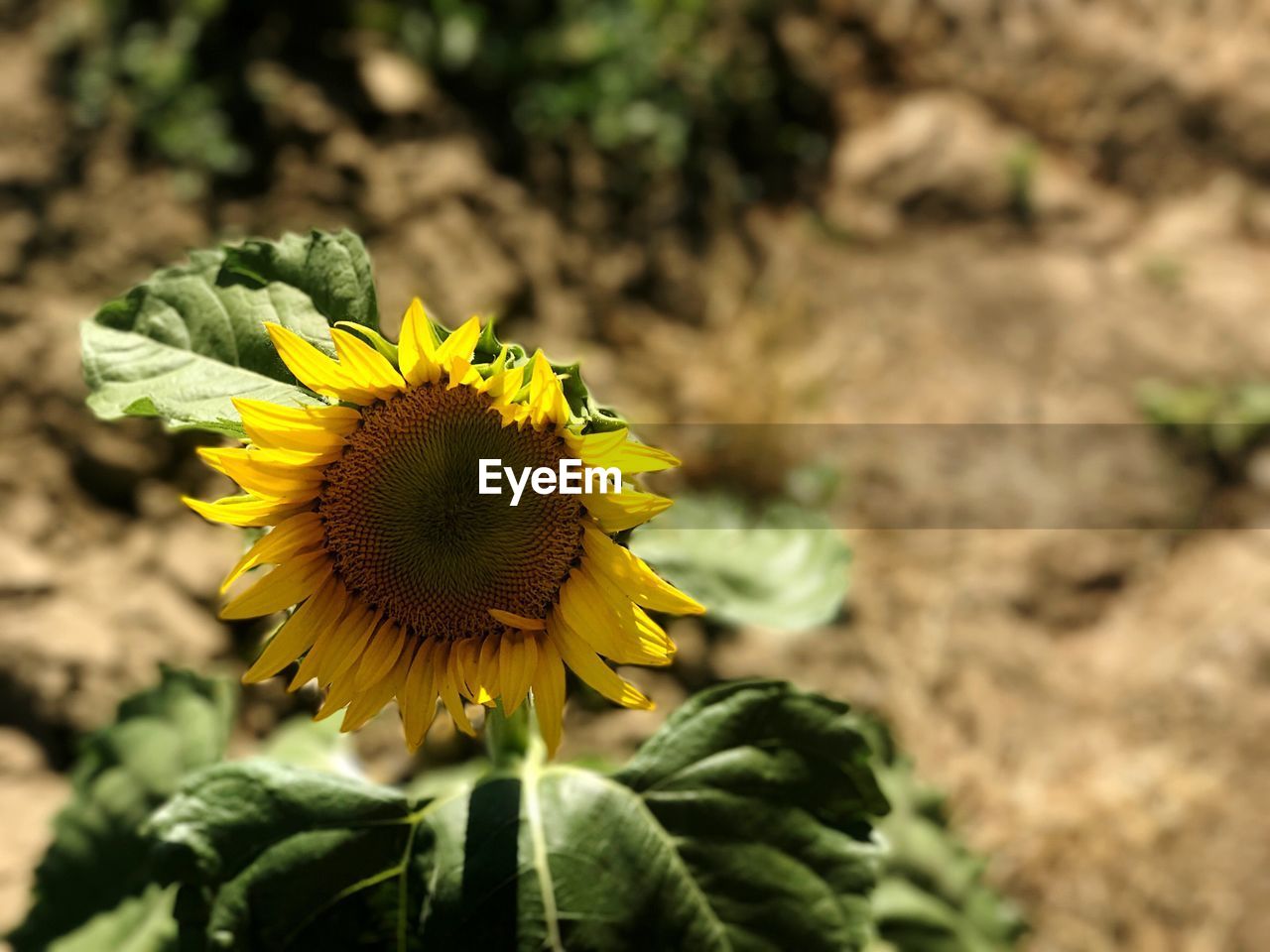 CLOSE-UP OF FRESH SUNFLOWER BLOOMING OUTDOORS