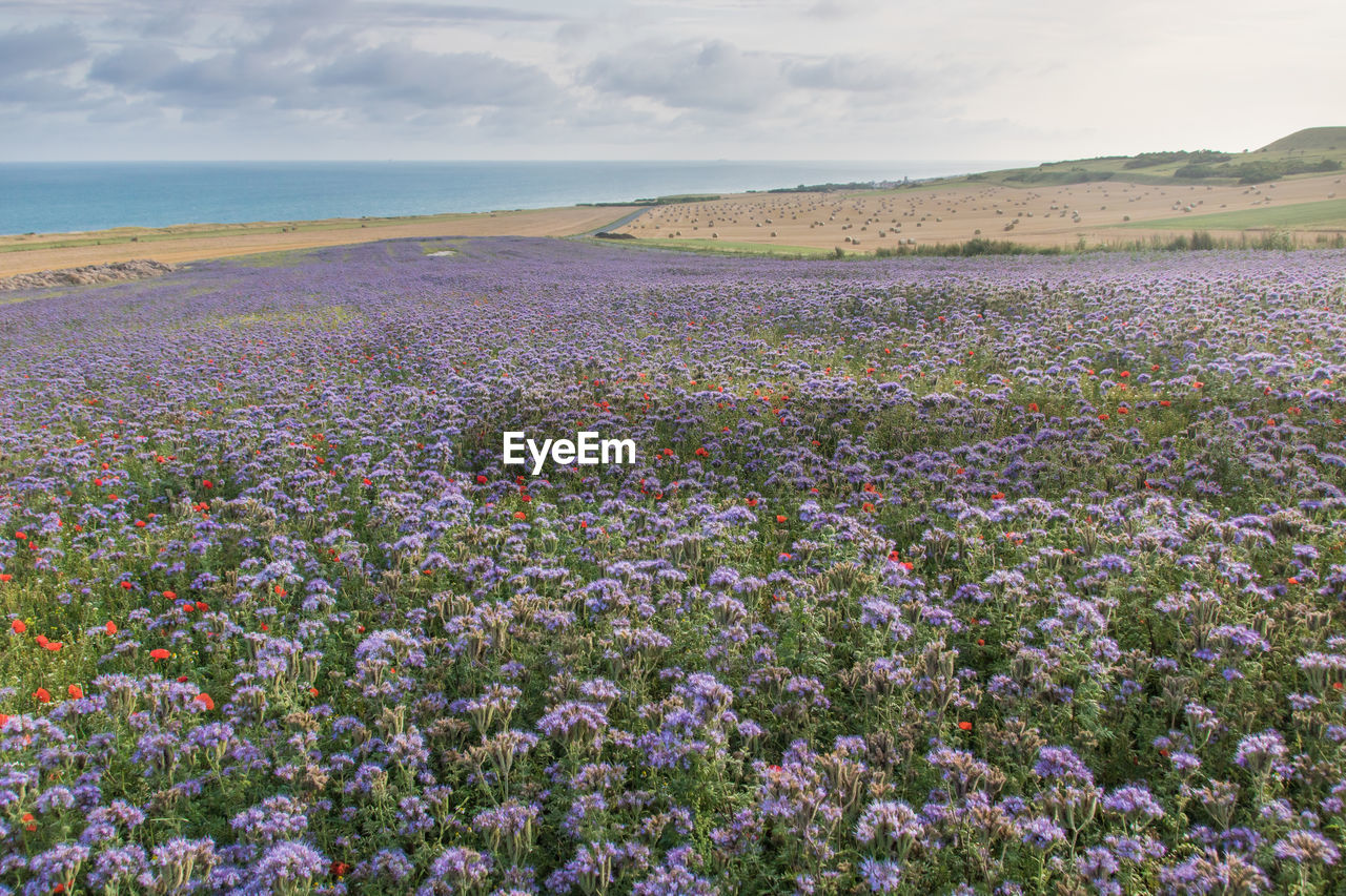 Purple flowering plants on land against sky