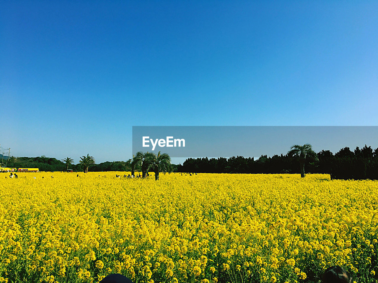 Scenic view of oilseed rape field against clear sky