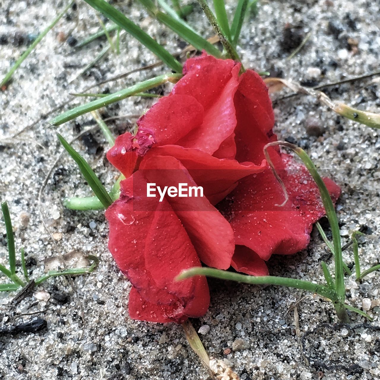CLOSE-UP OF RED FLOWERS ON FIELD