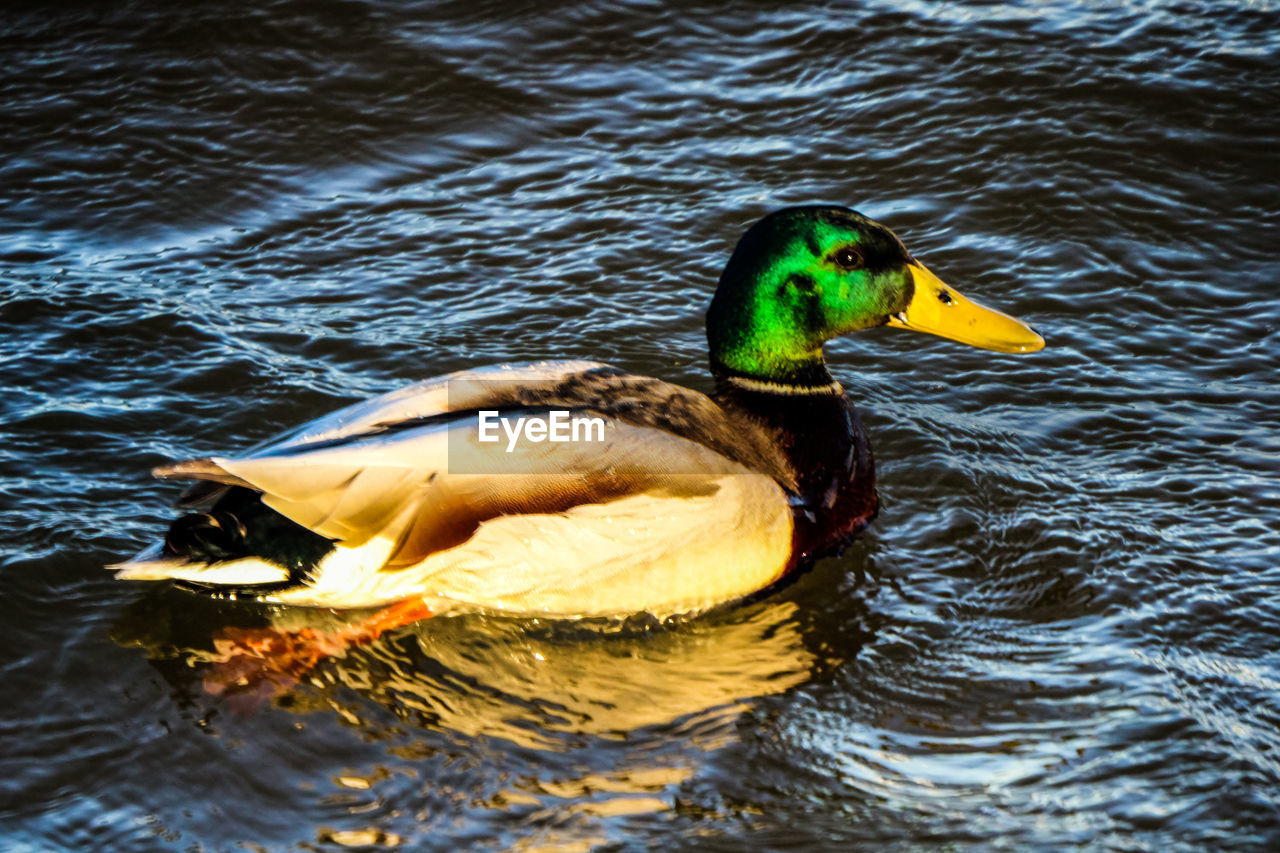 DUCK FLOATING IN LAKE