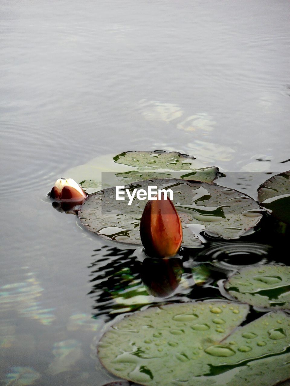 HIGH ANGLE VIEW OF LOTUS FLOATING IN WATER