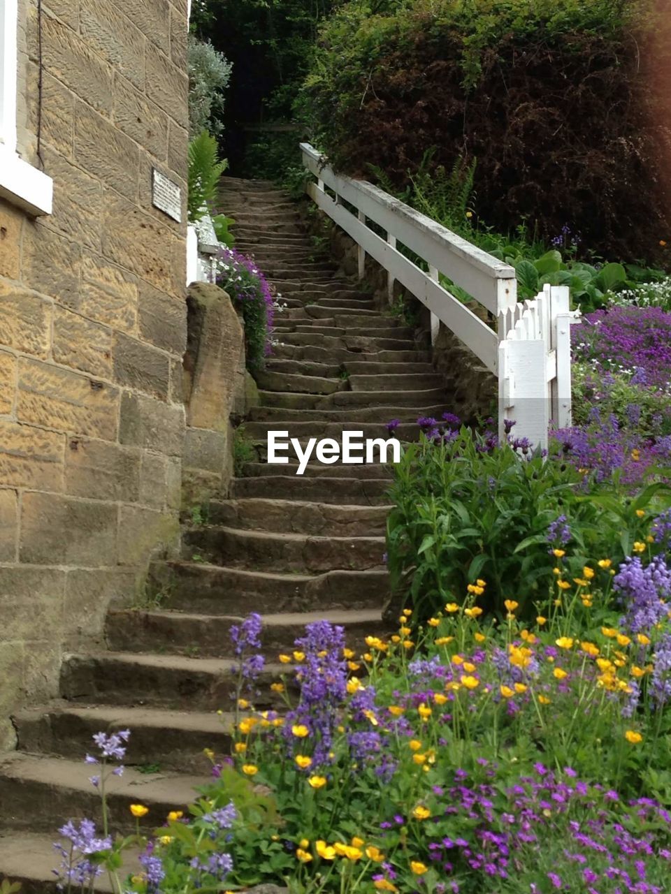 STEPS AMIDST PLANTS AND STAIRCASE