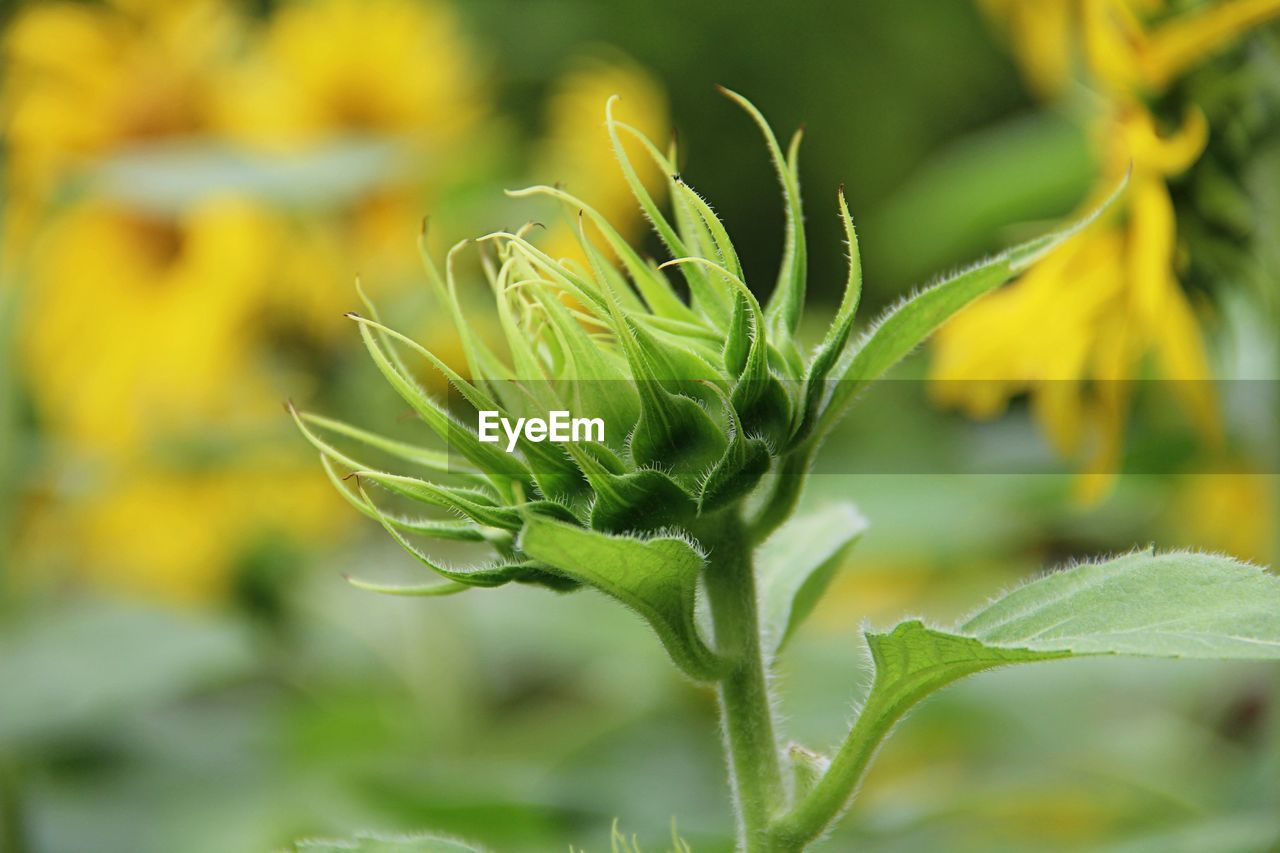 Close-up of yellow flowering plant