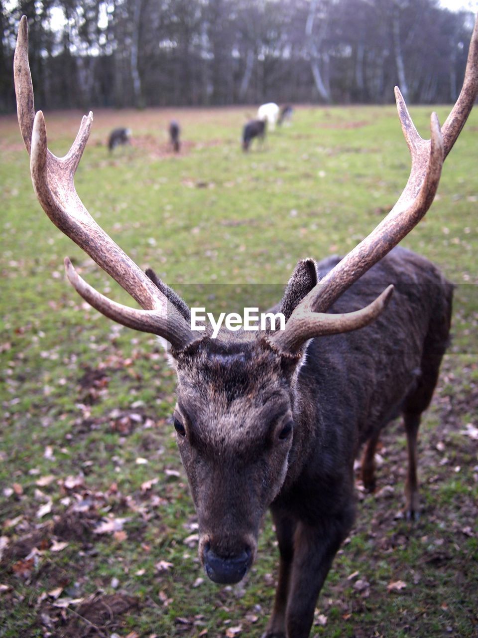 Deer standing on field