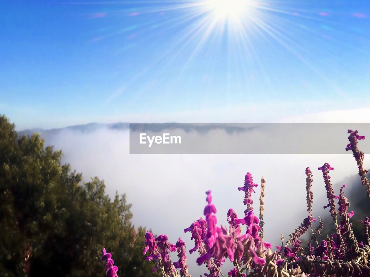 SCENIC VIEW OF FLOWERS AGAINST SKY