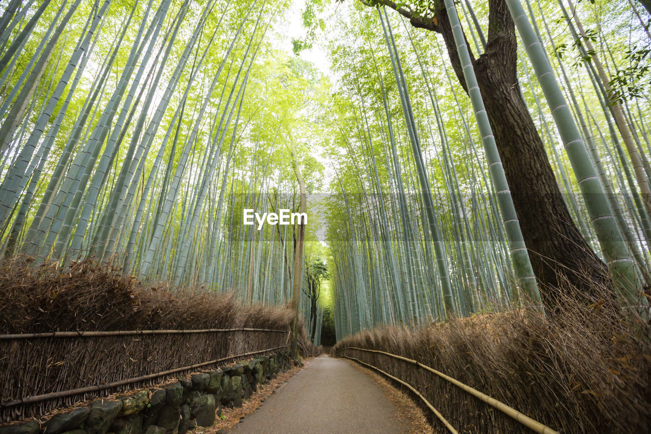 PANORAMIC SHOT OF BAMBOO TREES IN FOREST