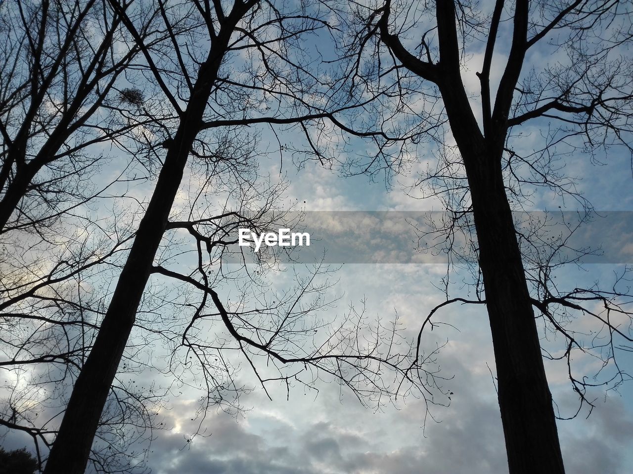 LOW ANGLE VIEW OF TREE AGAINST SKY