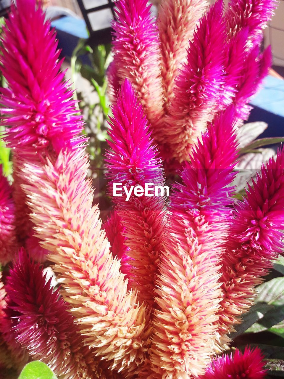 CLOSE-UP OF PINK FLOWERING PLANTS DURING RED